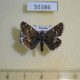 55386p-Hesperidae-Pyrgus-alveus-Tyva-rep.-4