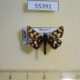 55391p-Hesperidae-Carterocephalus-argyrostigma-Tyva-rep.-8