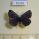 55392p-Lycaenidae-Scolantides-orion-Krasnoyarsk-reg.-8
