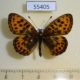 55405p-Nymphalidae-Clossiana-thore-Krasnoyarsk-reg.-6