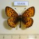55406p-Nymphalidae-Brenthis-ino-Krasnoyarsk-reg.-5