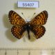 55407p-Nymphalidae-Melitaea-cinxia-Krasnoyarsk-reg.-5