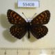 55408p-Nymphalidae-Melitaea-diamine-Krasnoyarsk-reg.-4