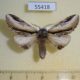 55418p-Notodontiidae-Pheosia-tremula-Khakassia-rep.-6