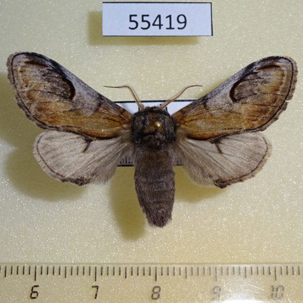 Notodontiidae Notodonta ziczac Khakassia rep.