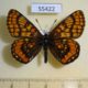 55422p-Nymphalidae-Euphydryas-ichnea-f-Khakassia-rep.-8