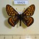 55425p-Nymphalidae-Euphydryas-ichnea-Khakassia-rep.-6