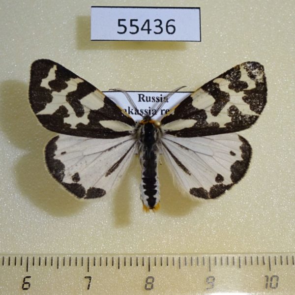 Arctiidae Parasemia plantaginis Khakassia rep.