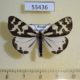 55436p-Arctiidae-Parasemia-plantaginis-Khakassia-rep.-7