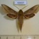 55437p-Sphingidae-Hippotion-saclavorum-Madagascar-10