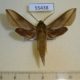55438p-Sphingidae-Hippotion-saclavorum-Madagascar-10