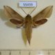 55439p-Sphingidae-Hippotion-saclavorum-Madagascar-10