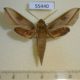 55440p-Sphingidae-Hippotion-saclavorum-Madagascar-9