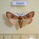 55447p-Noctuidae-Conservula-cinisigna-Madagascar-9