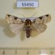 55450p-Noctuidae-Mentaxya-sexalata-Madagascar-6