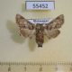 55452p-Noctuidae-Eutelia-gaedei-Madagascar-8