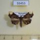 55453p-Noctuidae-Leucotelia-ochreoplagata-Madagascar-6