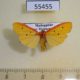 55455p-Arctiidae-Eilema-erythropleura-Madagascar-9
