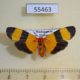 55463p-Arctiidae-Isorropus-tricolor-f-Madagascar-15