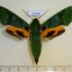 55466p-Sphingidae-Euchloron-megaera-lacordairei-Madagascar-20