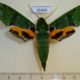 55469p-Sphingidae-Euchloron-megaera-lacordairei-Madagascar-15