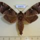 55470p-Sphingidae-Maassenia-heydeni-Madagascar-15