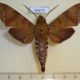 55471p-Sphingidae-Nephele-leighi-Madagascar-10
