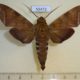 55472p-Sphingidae-Nephele-leighi-Madagascar-10