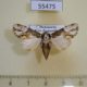 55475p Noctuidae Phoperigea variegata Madagascar $6