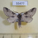 55477p Notodontiidae Furcula furcula Tyva rep. $5