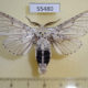 55480p Notodontiidae Cerura erminea Tyva rep. $7