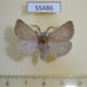 55486p Lymantridae Leucoma sartus Kazakhstan $7