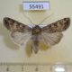 55491p Noctuidae Euxoa conspicua Kazakhstan $7