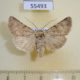55493p Noctuidae Dichagyris celebrata Kazakhstan $7