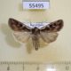 55495p Noctuidae Euxoa ochrogaster Kazakhstan $7