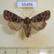 55496p Noctuidae Heliophobus reticulata Kazakhstan $7