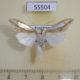 55504p Noctuidae Cuculia argentina Kazakhstan $10