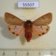 55507p Arctiidae Phragmatobia fuliginosa f Kazakhstan $7
