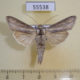 55538p Noctuidae Cucullia mixta Kazakhstan $12