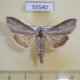 55540p Noctuidae Cucullia mixta Kazakhstan $12