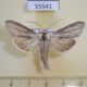 55541p Noctuidae Cucullia mixta Kazakhstan $12