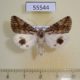 55544p Noctuidae Anumeta cestis Kazakhstan $18