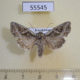 55545p Noctuidae Lacanobia praedita Kazakhstan $8