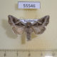 55546p Noctuidae Lacanobia praedita Kazakhstan $8