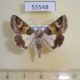 55548p Noctuidae Drasteria cailino Kazakhstan $8