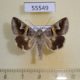 55549p Noctuidae Drasteria caucasica Kazakhstan $8