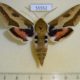 55552p Sphingidae Hyles euphorbiae Kazakhstan $8