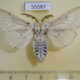 55587p Notodontiidae Cerura przewalskii Kazakhstan $9