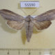 55590p Noctuidae Cuculia umbratica Altai reg. $10