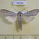 55591p Noctuidae Cuculia umbratica Altai reg. $10